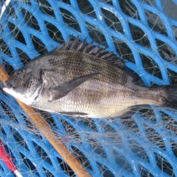 オリジナルメーカー海づり公園(市原市海づり施設) 釣果