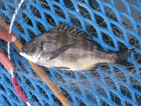 オリジナルメーカー海づり公園(市原市海づり施設) 釣果