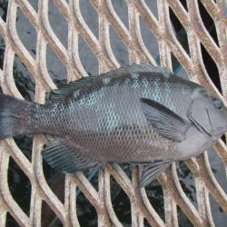 オリジナルメーカー海づり公園(市原市海づり施設) 釣果