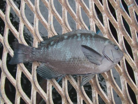 オリジナルメーカー海づり公園(市原市海づり施設) 釣果