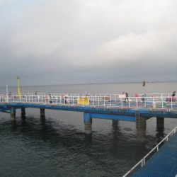 オリジナルメーカー海づり公園(市原市海づり施設) 釣果