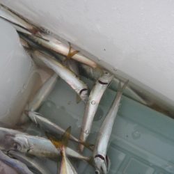 オリジナルメーカー海づり公園(市原市海づり施設) 釣果