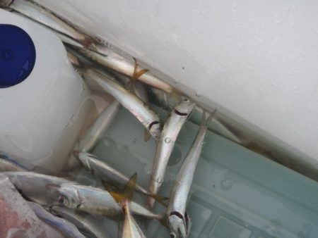 オリジナルメーカー海づり公園(市原市海づり施設) 釣果