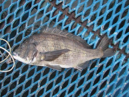 オリジナルメーカー海づり公園(市原市海づり…