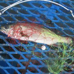 オリジナルメーカー海づり公園(市原市海づり施設) 釣果