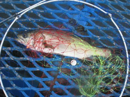 オリジナルメーカー海づり公園(市原市海づり施設) 釣果