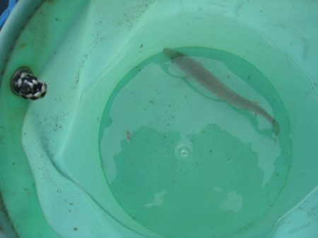 オリジナルメーカー海づり公園(市原市海づり施設) 釣果