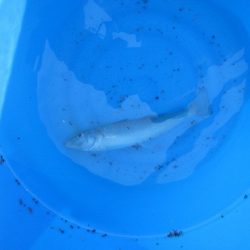 オリジナルメーカー海づり公園(市原市海づり施設) 釣果