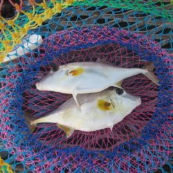 オリジナルメーカー海づり公園(市原市海づり施設) 釣果