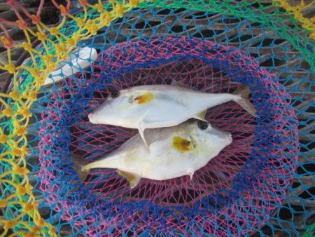 オリジナルメーカー海づり公園(市原市海づり施設) 釣果