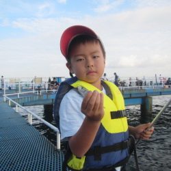 オリジナルメーカー海づり公園(市原市海づり施設) 釣果