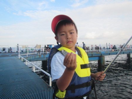 オリジナルメーカー海づり公園(市原市海づり施設) 釣果