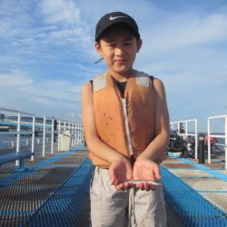 オリジナルメーカー海づり公園(市原市海づり施設) 釣果