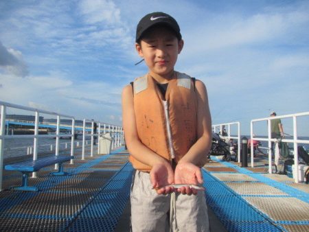 オリジナルメーカー海づり公園(市原市海づり施設) 釣果