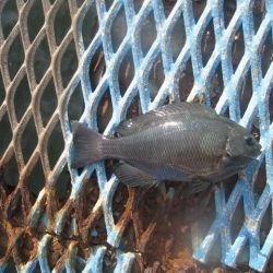 オリジナルメーカー海づり公園(市原市海づり施設) 釣果