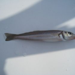 オリジナルメーカー海づり公園(市原市海づり施設) 釣果