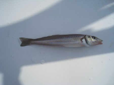 オリジナルメーカー海づり公園(市原市海づり施設) 釣果