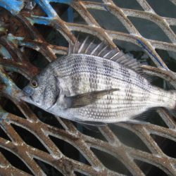 オリジナルメーカー海づり公園(市原市海づり施設) 釣果