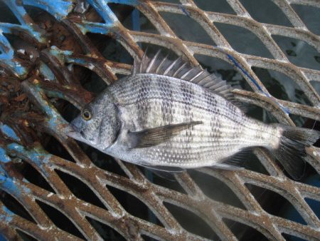 オリジナルメーカー海づり公園(市原市海づり施設) 釣果