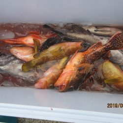 大進丸(新潟) 釣果