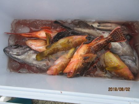 大進丸(新潟) 釣果