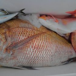 遊漁船 新鋭丸 釣果