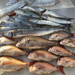 ミタチ丸 釣果