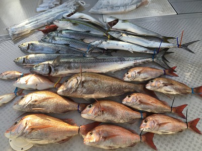 ミタチ丸 釣果