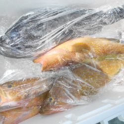 こうゆう丸 釣果