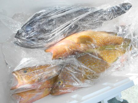 こうゆう丸 釣果