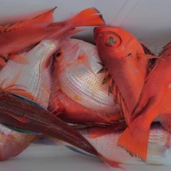 遊漁船 新鋭丸 釣果