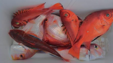 遊漁船 新鋭丸 釣果