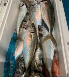 愛海丸 釣果