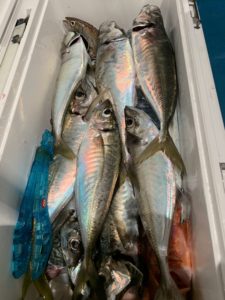 愛海丸 釣果