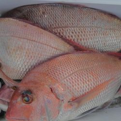 遊漁船 新鋭丸 釣果