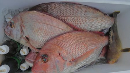 遊漁船 新鋭丸 釣果