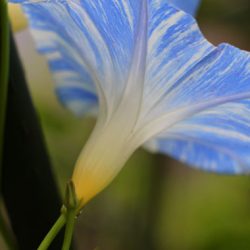 小菅トラウトガーデン 釣果