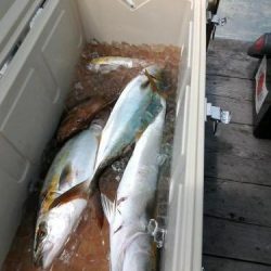 ファイヤードルフィン 釣果