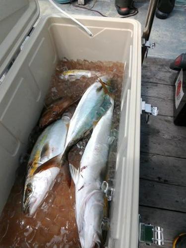 ファイヤードルフィン 釣果