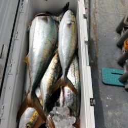 ファイヤードルフィン 釣果