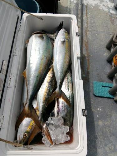 ファイヤードルフィン 釣果