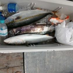 ファイヤードルフィン 釣果