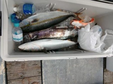 ファイヤードルフィン 釣果