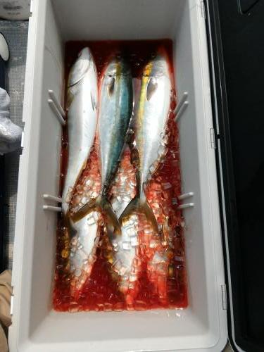 ファイヤードルフィン 釣果