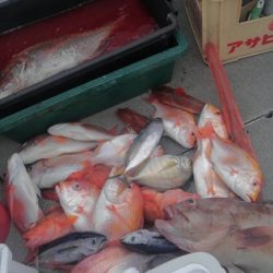 遊漁船 新鋭丸 釣果