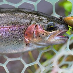 小菅トラウトガーデン 釣果