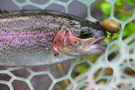 小菅トラウトガーデン 釣果