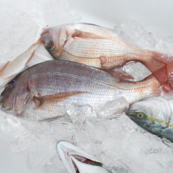 こうゆう丸 釣果