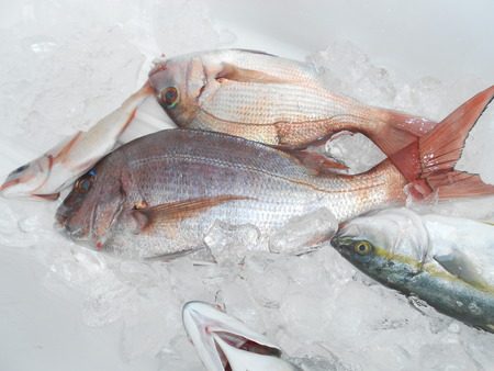 こうゆう丸 釣果