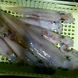 つれ鷹丸 釣果